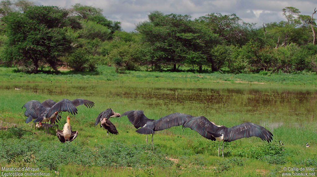 Marabou Stork