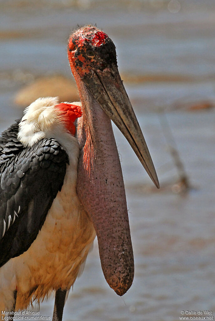 Marabou Storkadult