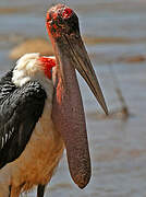 Marabou Stork