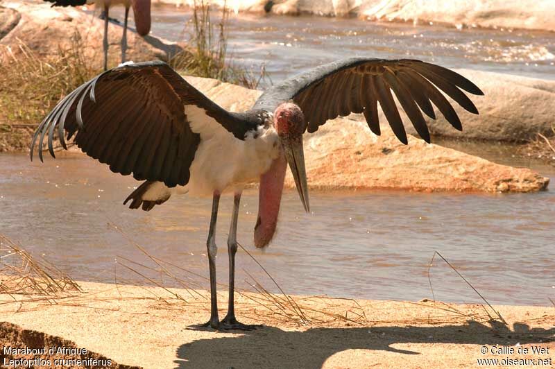 Marabou Storkadult