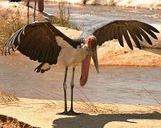 Marabou Stork