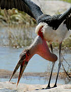 Marabou Stork