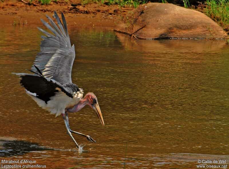 Marabou Storkjuvenile