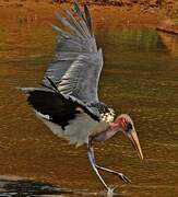 Marabou Stork