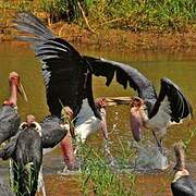 Marabou Stork