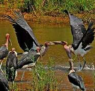 Marabou Stork