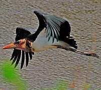 Marabou Stork