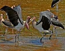 Marabou Stork