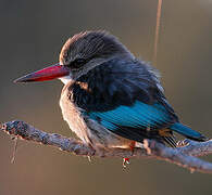 Brown-hooded Kingfisher