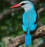 Woodland Kingfisher