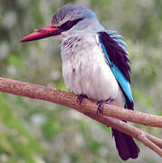 Martin-chasseur du Sénégal