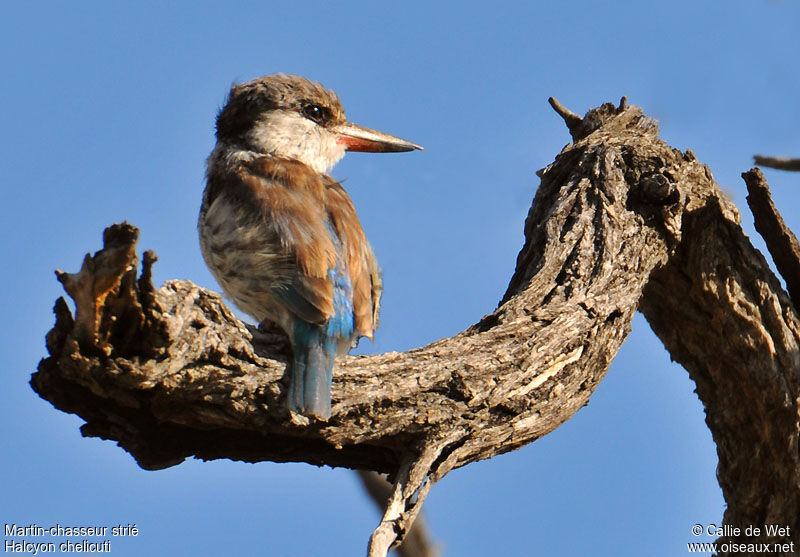 Striped Kingfisher male adult