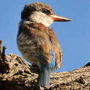 Striped Kingfisher