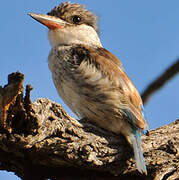 Striped Kingfisher