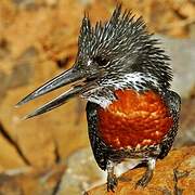 Giant Kingfisher