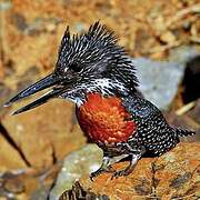 Giant Kingfisher