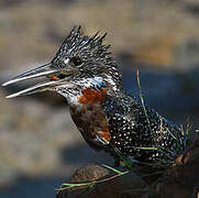 Giant Kingfisher