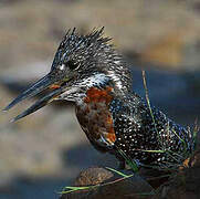 Giant Kingfisher