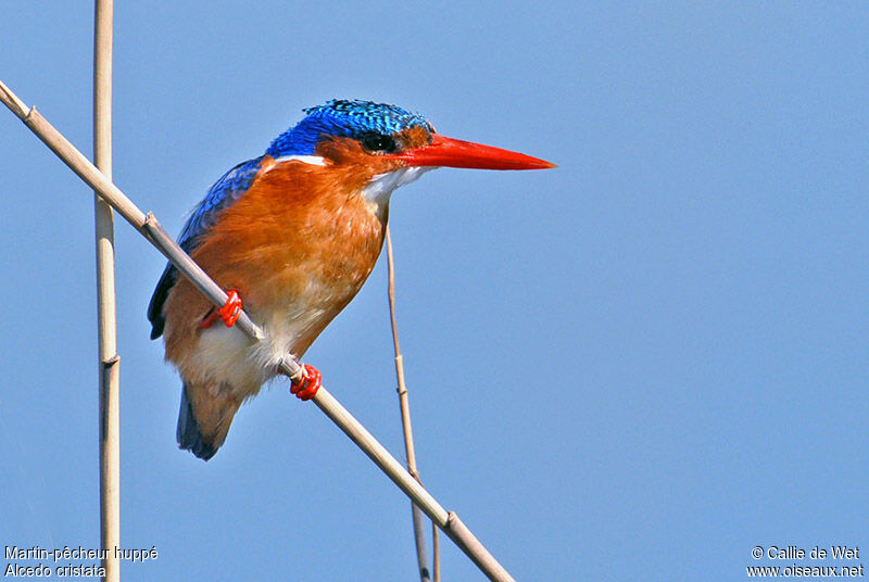 Malachite Kingfisheradult