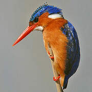 Malachite Kingfisher