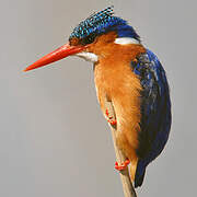 Malachite Kingfisher