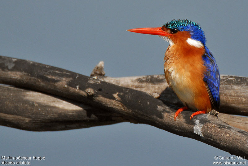 Malachite Kingfisheradult