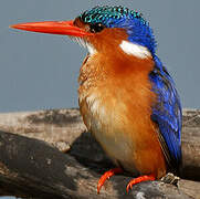 Malachite Kingfisher