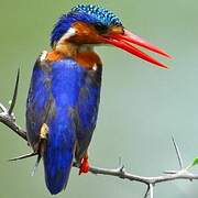 Malachite Kingfisher