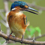 Malachite Kingfisher