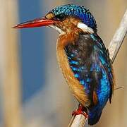 Malachite Kingfisher