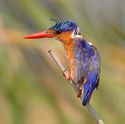 Malachite Kingfisher