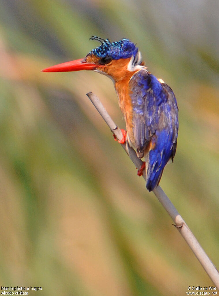 Martin-pêcheur huppéadulte