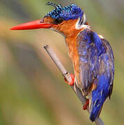 Malachite Kingfisher