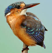 Malachite Kingfisher