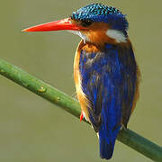 Malachite Kingfisher