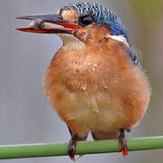 Malachite Kingfisher