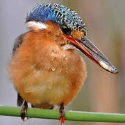 Malachite Kingfisher