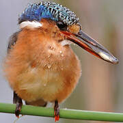 Malachite Kingfisher