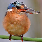 Malachite Kingfisher