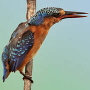 Malachite Kingfisher