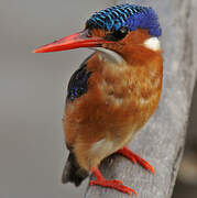 Malachite Kingfisher