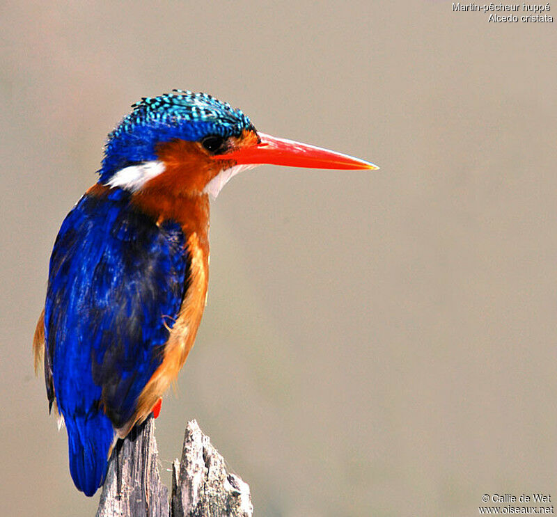 Malachite Kingfisheradult