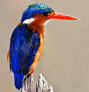 Malachite Kingfisher