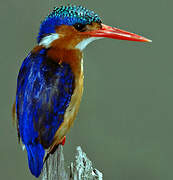 Malachite Kingfisher