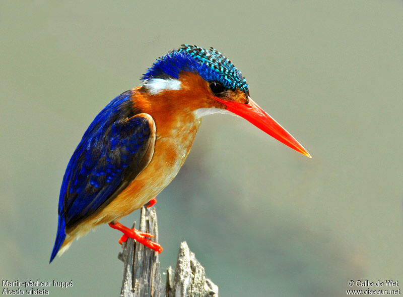 Malachite Kingfisheradult