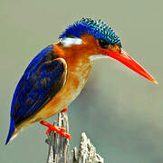 Malachite Kingfisher