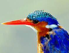 Malachite Kingfisher