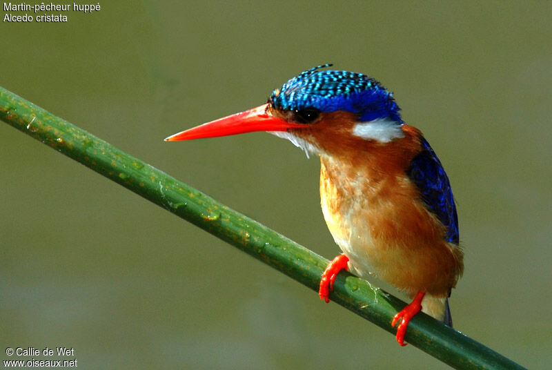 Malachite Kingfisheradult