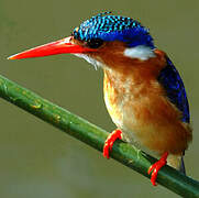 Malachite Kingfisher