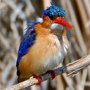 Malachite Kingfisher